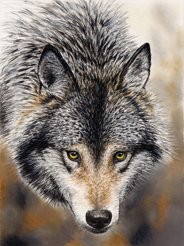 wolfcanvas by CRB