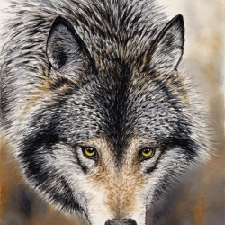 wolfcanvas