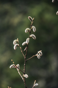 A Sign of Spring