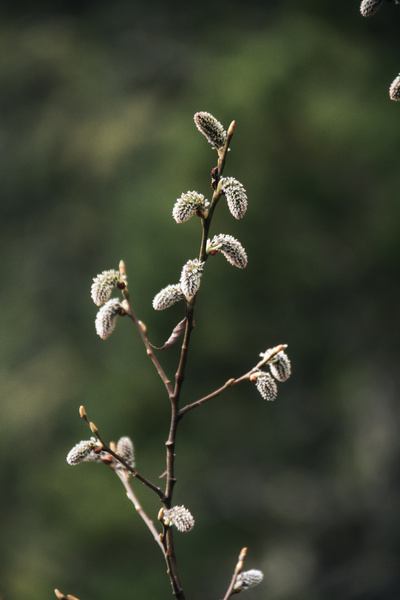 A Sign of Spring by Whitney Barkman 