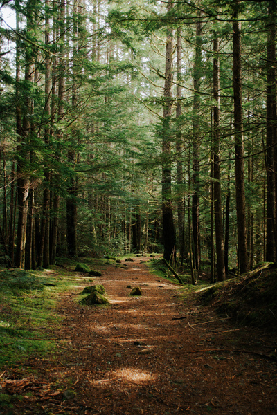Green Wanders by Whitney Barkman 