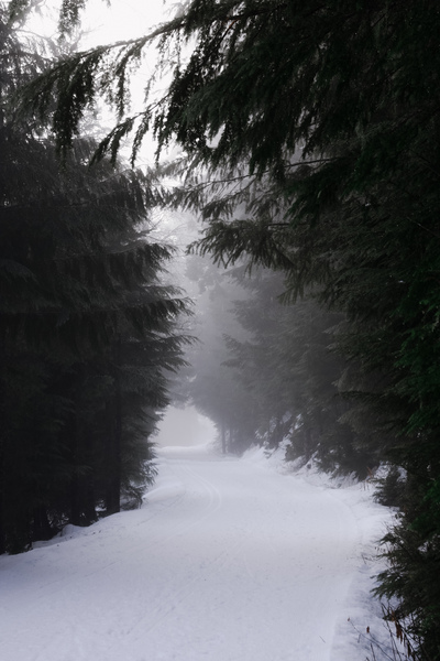 Winter Trails Print