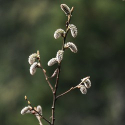 A Sign of Spring
