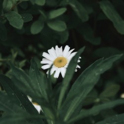 Dear Daisy