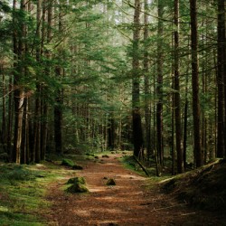 Green Wanders