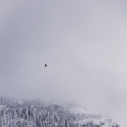 Soar