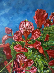 Royal Poinciana