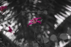 Purple Flower