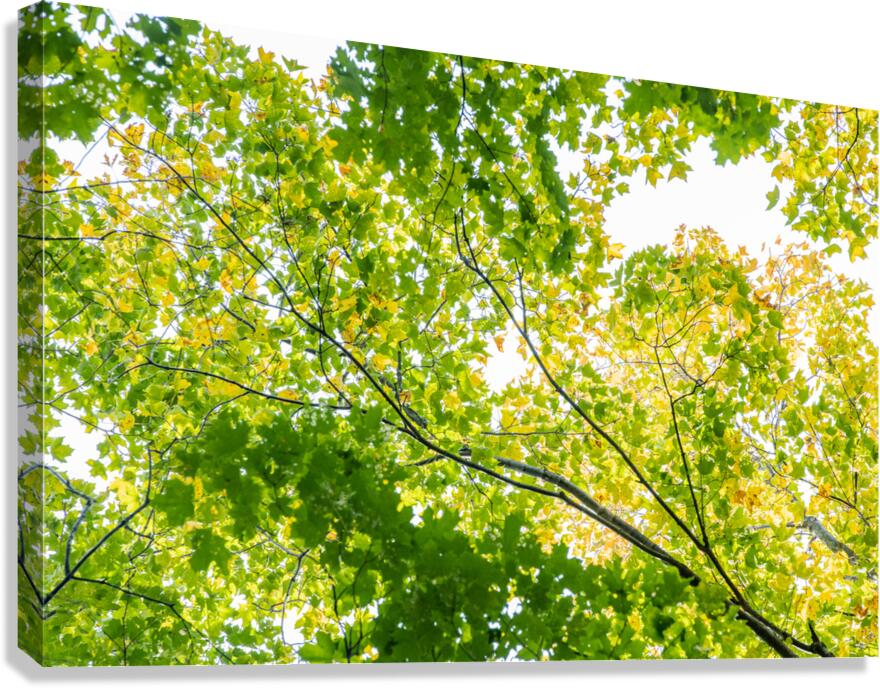 Medecina Canvas Print