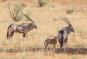Gemsbok