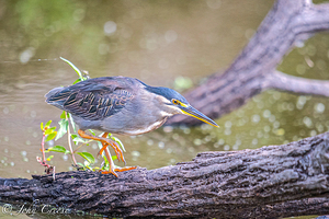 Green Heron