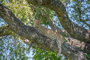 Leopard at Rest