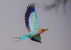 Lilac Breasted Roller