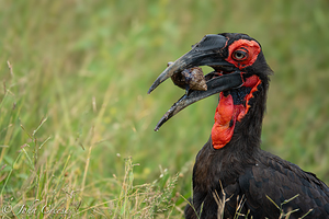 Southern Ground Hornbill