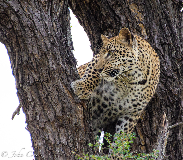Leopard in Tree Fork Print