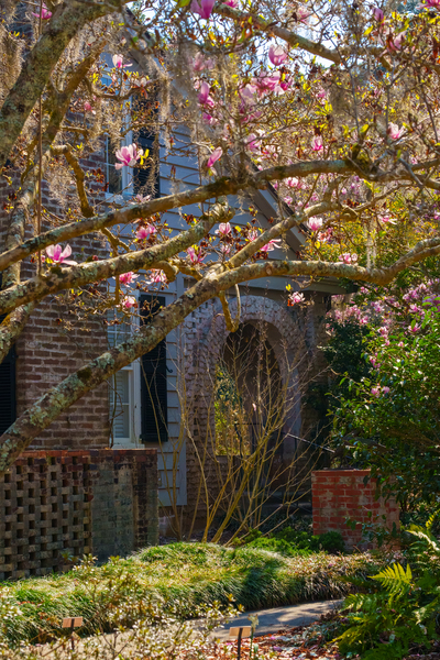 blossoms Print