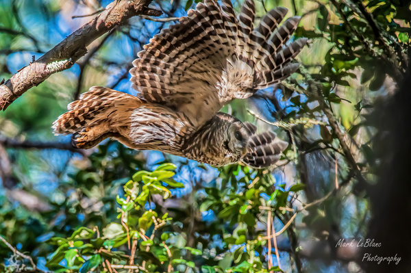 Free Fall by MLeBlanc