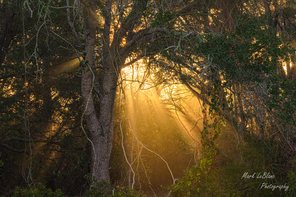Ray of Light by MLeBlanc