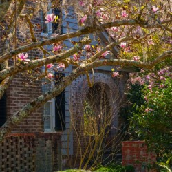 blossoms