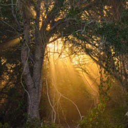 Ray of Light