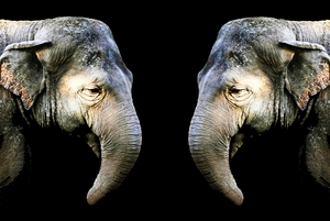 Elephant 3