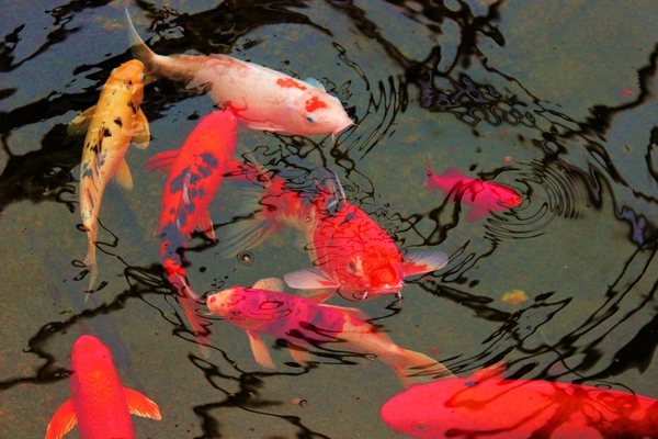 Carpes Carps 2 Print