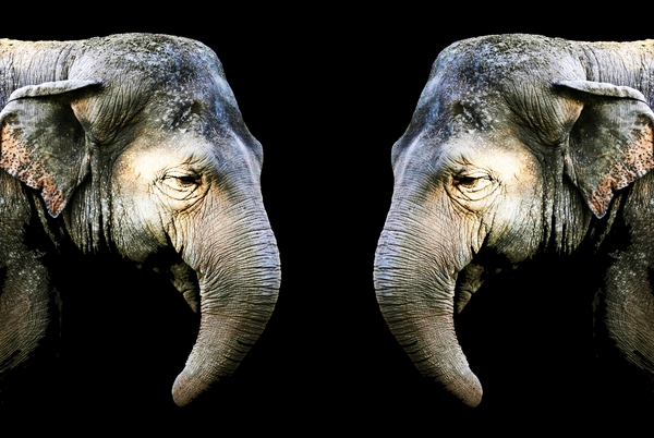 Elephant 3 Print