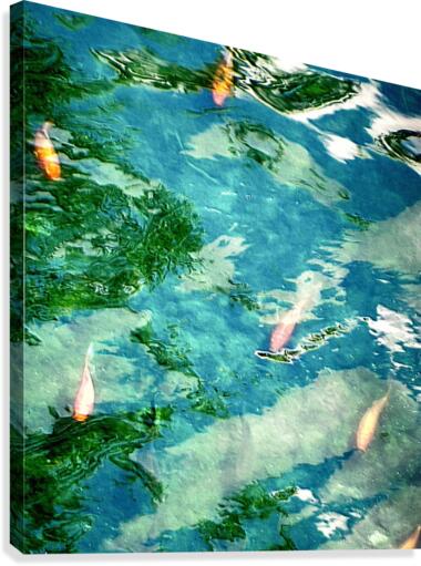 Carpes Carps Canvas Print