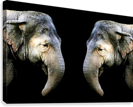 Elephant 3 Canvas Print