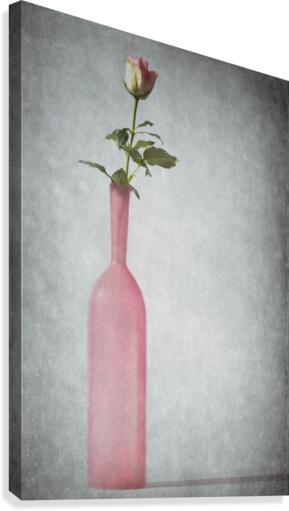 Rosa Canvas Print