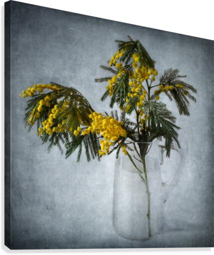 Mimosa Canvas Print
