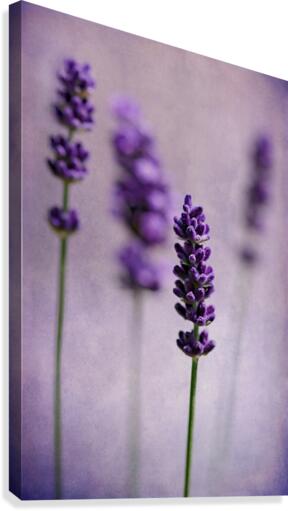 Lavenders Canvas Print
