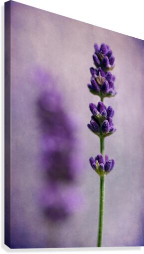 Lavender Canvas Print