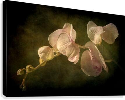 Orchid Canvas Print