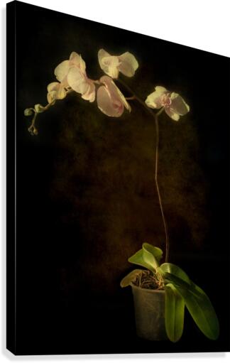 Orchid Canvas Print