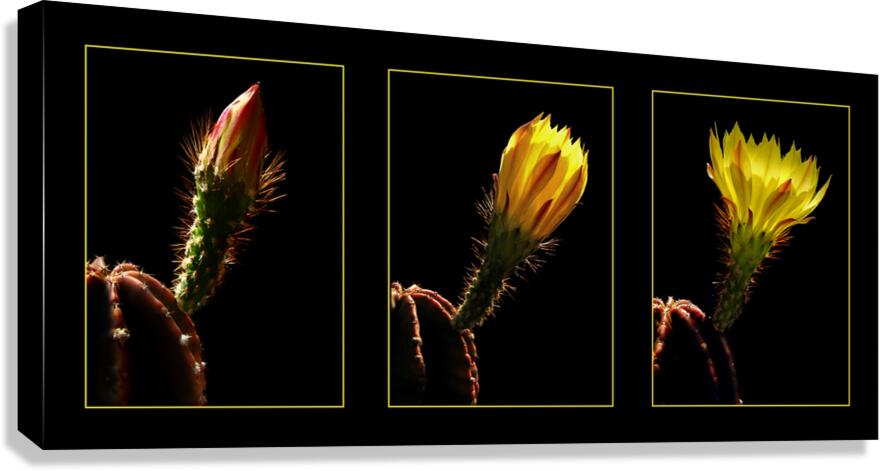 Blossoming Triptych Canvas Print