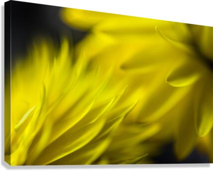 Yellow encounters Canvas Print