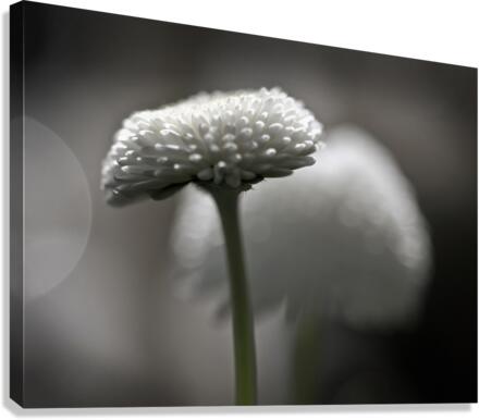 Pompom daisy Canvas Print