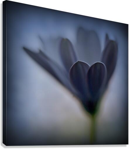 Soft blue Canvas Print