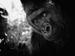 Cassius black and white