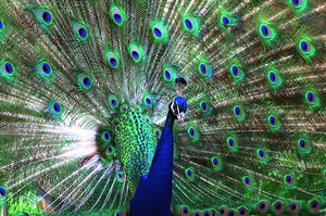 Peacock