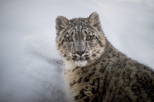 Surprized Snow Leopard Cub