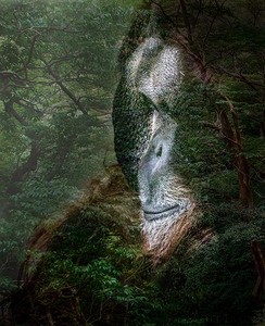 Orangutan: Man of the Forest