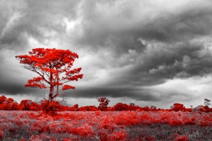 Red Tree