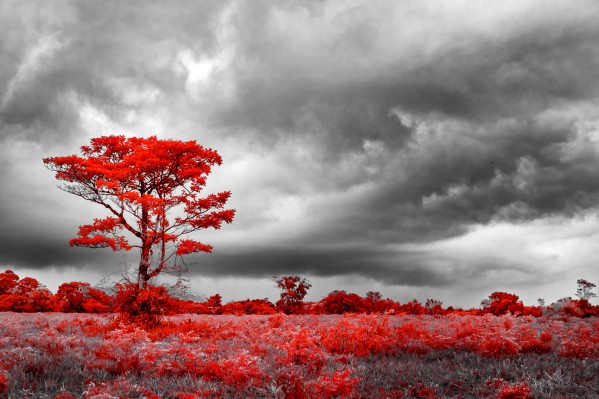 Red Tree Print