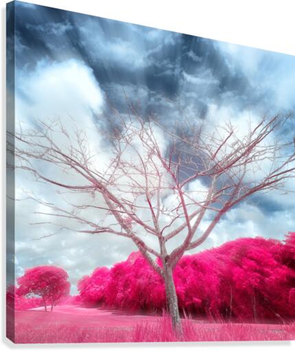 Pygmybirch Canvas Print