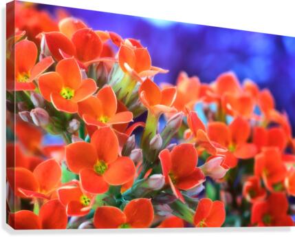 Flowers Canvas Print