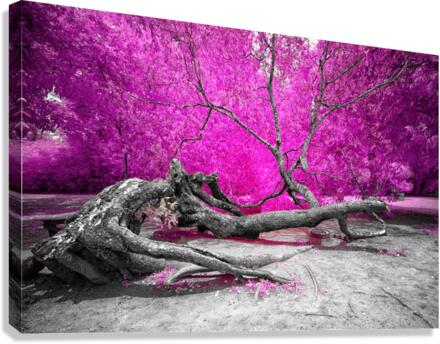 Dry Oak Canvas Print