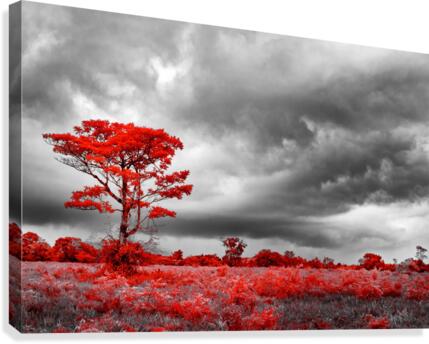 Red Tree Canvas Print