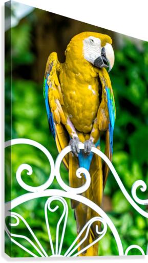 Macaw Canvas Print